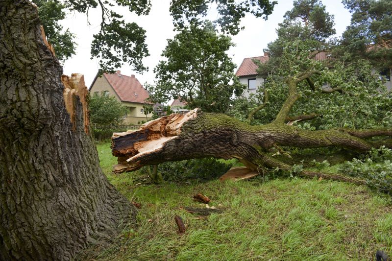 Storm Damage Tree Fall