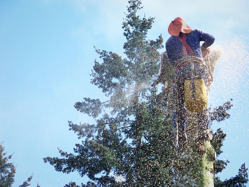 Tree Removal Service