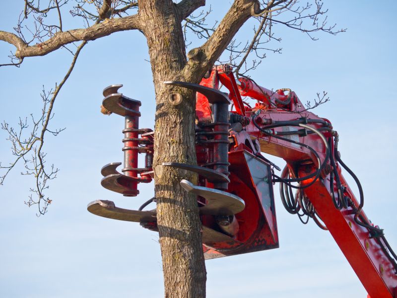 Spring Tree Removal Process