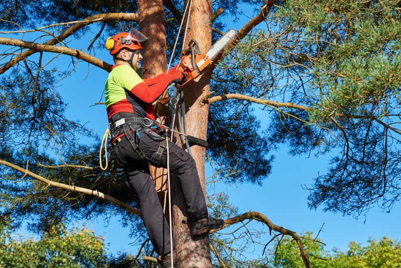 Tree Climbing and Cutting