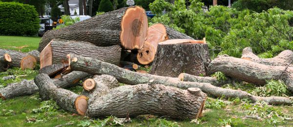 Large Tree Removal in Costa Mesa