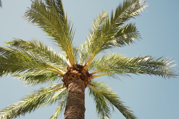 Palm Tree Removal in Costa Mesa