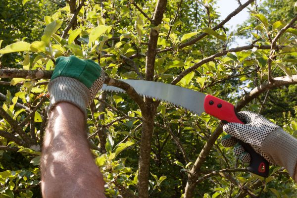 Small Tree Removal in Costa Mesa