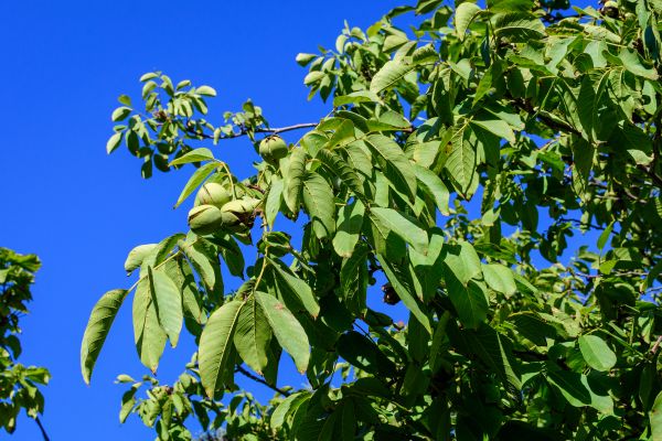 Cost of Walnut Tree Removal in Costa Mesa