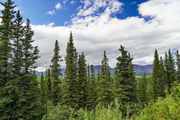 Cost of Spruce Tree Removal in Costa Mesa