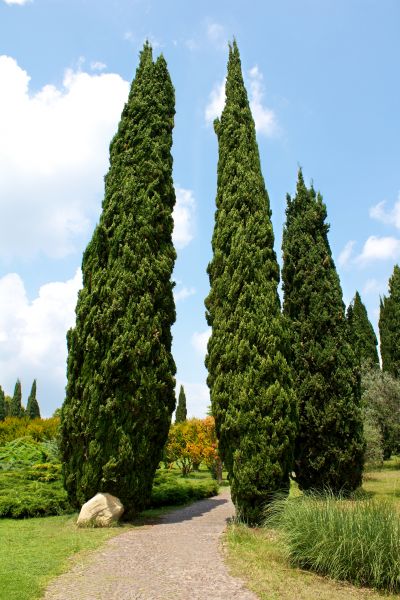 Cost of Cypress Tree Removal in Costa Mesa
