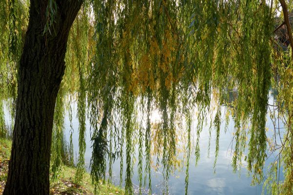Cost of Willow Tree Removal in Costa Mesa