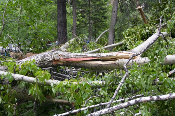Cost of Birch Tree Removal in Costa Mesa