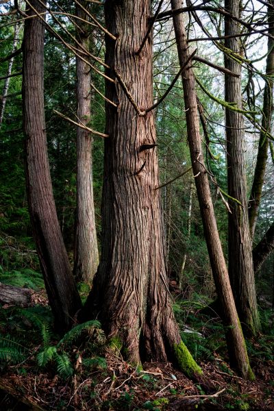Cost of Cedar Tree Removal in Costa Mesa