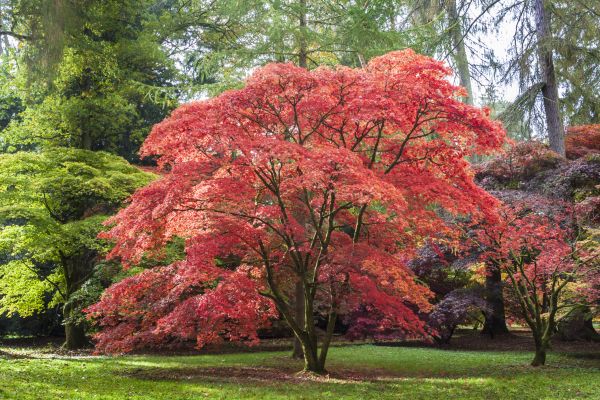 Cost of Maple Tree Removal in Costa Mesa