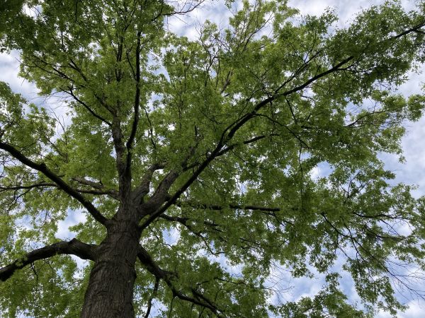Cost of Oak Tree Removal in Costa Mesa