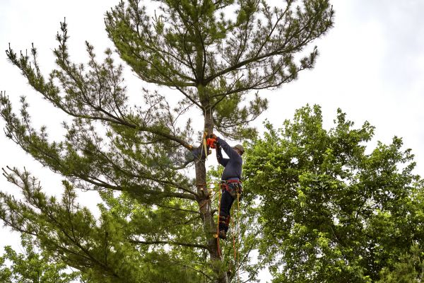 Cost of Pine Tree Removal in Costa Mesa