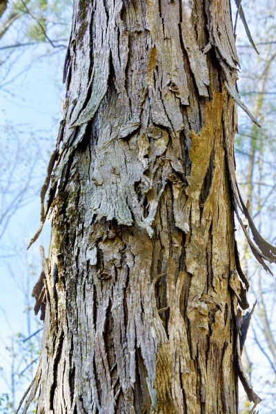Cost of Hickory Tree Removal in Costa Mesa