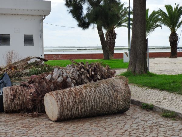 Palm Trees Removal in Costa Mesa