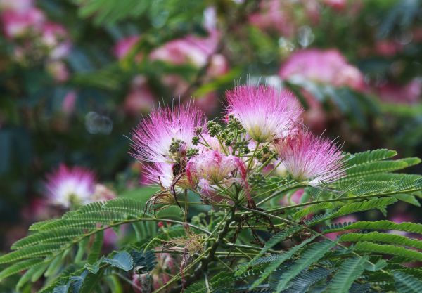 Cost of Mimosa Tree Removal in Costa Mesa