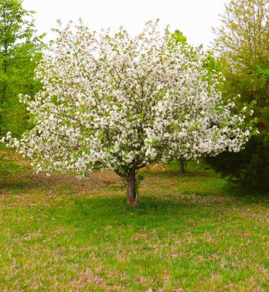 Cost of Dogwood Tree Removal in Costa Mesa