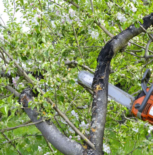 Cost of Apple Tree Removal in Costa Mesa