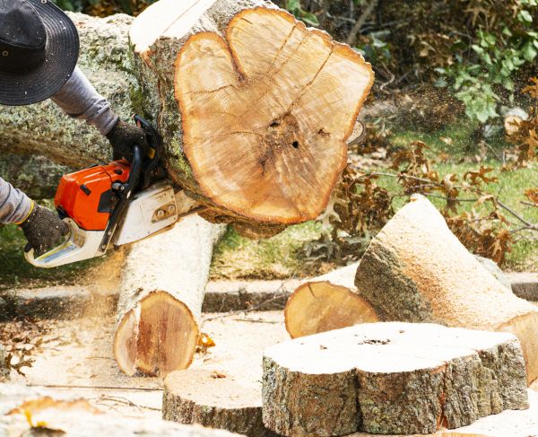 Tree Removal Service in Costa Mesa