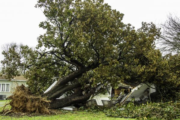 Fallen Tree Removal in Costa Mesa