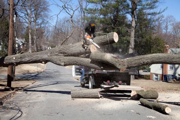 Cost of Residential Tree Removal in Costa Mesa